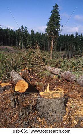 Stock Photography - Stump of Recently Felled Tree Washington USA. Fotosearch