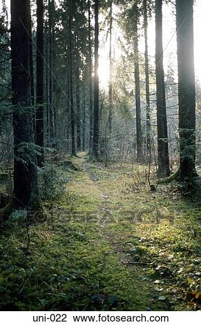 Sun Filtering Through Trees in Woodland Scotland View Large Photo Image Stock Image - Sun Filtering Through Trees in Woodland Scotland. Fotosearch