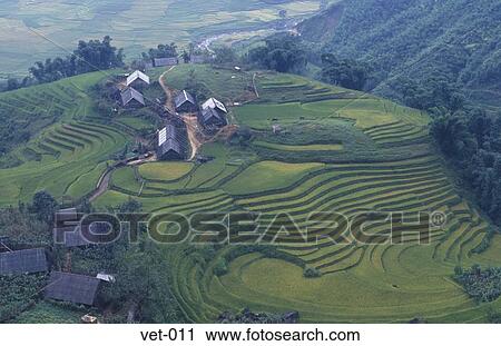 Terraced Fields Vietnam Asia View Large Photo Image Stock Image - Terraced Fields Vietnam Asia. Fotosearch