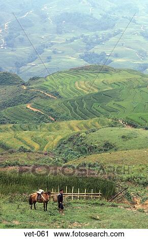 Terraced Rice Fields Sapa Vietnam View Large Photo Image Stock Image - Terraced Rice Fields Sapa Vietnam. Fotosearch
