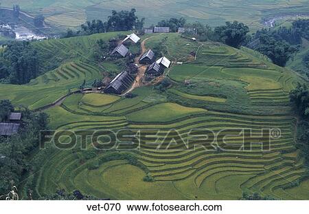 Terraced Rice Fields Sapa Vietnam View Large Photo Image Stock Image - Terraced Rice Fields Sapa Vietnam. Fotosearch