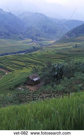 Terraced Rice Fields Sapa Vietnam View Large Photo Image Stock Image - Terraced Rice Fields Sapa Vietnam. Fotosearch