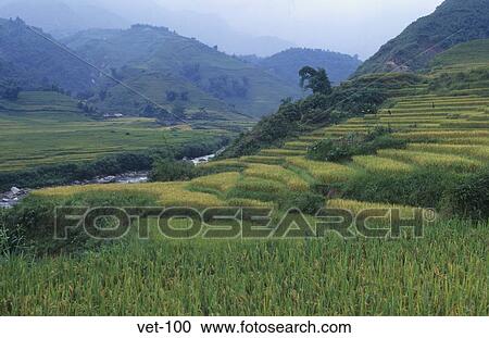 Terraced Rice Fields Sapa Vietnam View Large Photo Image Stock Image - Terraced Rice Fields Sapa Vietnam. Fotosearch