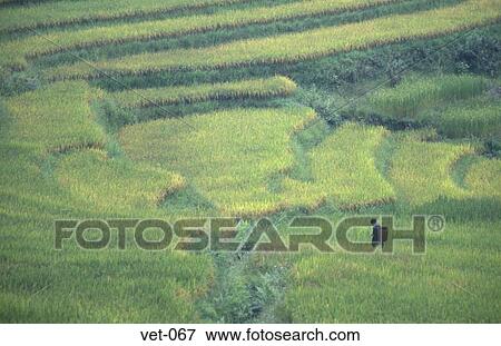 Terraced Rice Fields Sapa Vietnam View Large Photo Image Stock Photo - Terraced Rice Fields Sapa Vietnam. Fotosearch