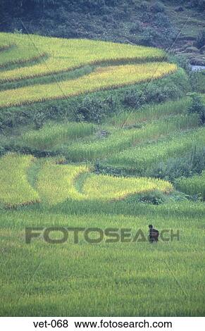 Terraced Rice Fields Sapa Vietnam View Large Photo Image Stock Photo - Terraced Rice Fields Sapa Vietnam. Fotosearch