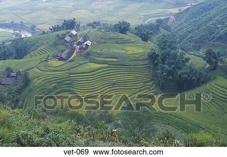Terraced Rice Fields Sapa Vietnam View Large Photo Image Stock Photo - Terraced Rice Fields Sapa Vietnam. Fotosearch