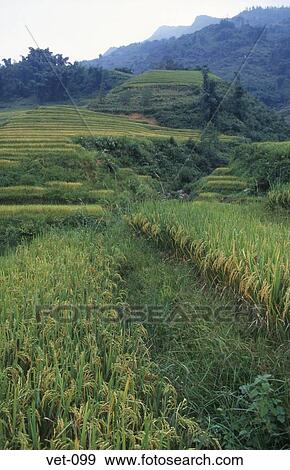 Terraced Rice Fields Sapa Vietnam View Large Photo Image Stock Photo - Terraced Rice Fields Sapa Vietnam. Fotosearch