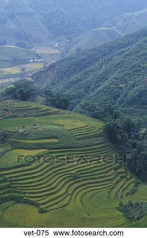Terraced Rice Fields Sapa Vietnam View Large Photo Image Stock Photography - Terraced Rice Fields Sapa Vietnam. Fotosearch
