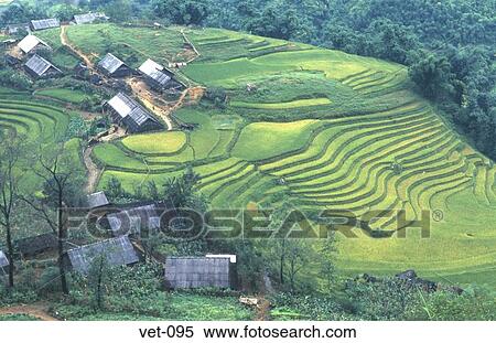 Terraced Rice Fields Sapa Vietnam View Large Photo Image Stock Photography - Terraced Rice Fields Sapa Vietnam. Fotosearch