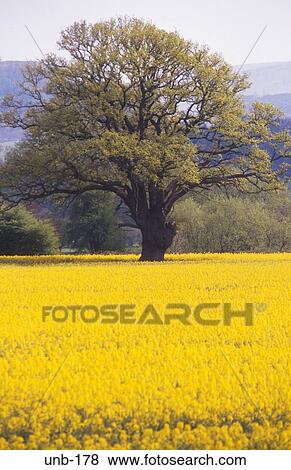 Tree in Field of Oil Seed Rape Hay on Wye Wales UK View Large Photo Image Stock Photo - Tree in Field of Oil Seed Rape Hay on Wye Wales UK. Fotosearch