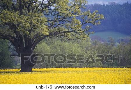 Tree in Field of Oil Seed Rape Hay on Wye Wales UK View Large Photo Image Stock Photograph - Tree in Field of Oil Seed Rape Hay on Wye Wales UK. Fotosearch