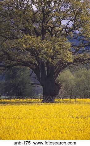 Tree in Field of Oil Seed Rape Hay on Wye Wales UK View Large Photo Image Stock Photography - Tree in Field of Oil Seed Rape Hay on Wye Wales UK. Fotosearch