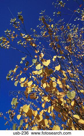 Tree Leaves against Blue Sky View Large Photo Image Stock Photograph - Tree Leaves against Blue Sky. Fotosearch