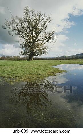 Tree Wales UK View Large Photo Image Stock Photo - Tree Wales UK. Fotosearch