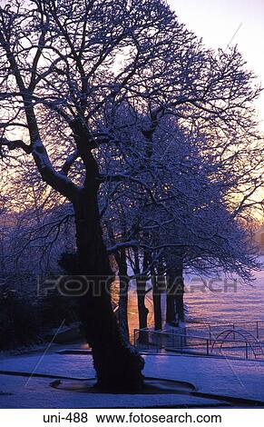 Stock Photo - Trees at Sunset Loughor Park Country Estate Wales. Fotosearch