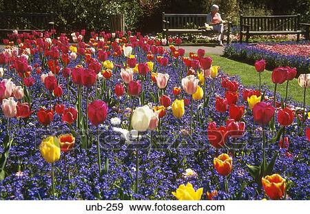Tulips in Flower Bed Swansea UK View Large Photo Image Stock Photo - Tulips in Flower Bed Swansea UK. Fotosearch