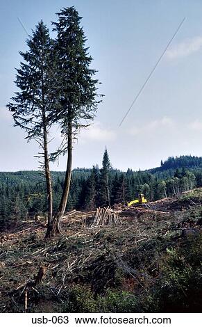 Stock Image - Two Lone Trees Surviving Forest Clearance USA. Fotosearch