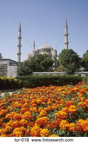 View over Flowers of the Blue Mosque Istanbul Turkey View Large Photo Image Stock Photo - View over Flowers of the Blue Mosque Istanbul Turkey. Fotosearch