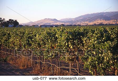 Vines in Californian Valley USA View Large Photo Image Stock Photo - Vines in Californian Valley USA. Fotosearch