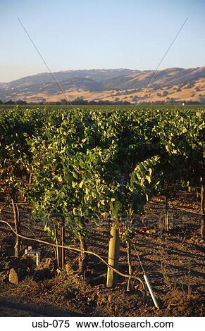 Vines in Californian Valley USA View Large Photo Image Stock Photography - Vines in Californian Valley USA. Fotosearch