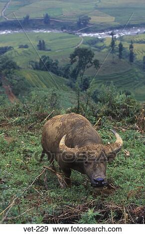 Water Buffalo Vietnam View Large Photo Image Stock Photo - Water Buffalo Vietnam. Fotosearch