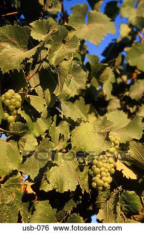White Grapes on Vine California USA View Large Photo Image Stock Photograph - White Grapes on Vine California USA. Fotosearch