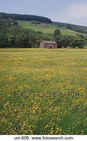 Wild Flowers and Barn UK View Large Photo Image Stock Photograph - Wild Flowers and Barn UK. Fotosearch