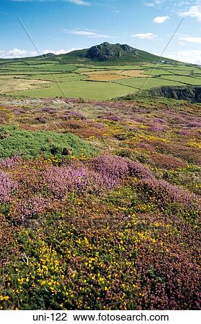 Wild Flowers and Pen Caer Hill Wales View Large Photo Image Stock Image - Wild Flowers and Pen Caer Hill Wales. Fotosearch