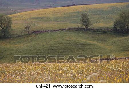 Wild Flowers in Rural Valley England UK View Large Photo Image Stock Image - Wild Flowers in Rural Valley England UK. Fotosearch