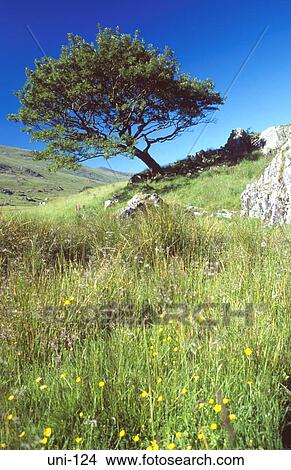 Windshaped Tree on Welsh Hillside View Large Photo Image Picture - Windshaped Tree on Welsh Hillside. Fotosearch