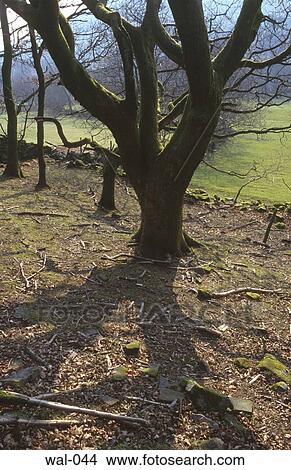 Winter Oak Tree (Wales) View Large Photo Image Picture - Winter Oak Tree (Wales). Fotosearch