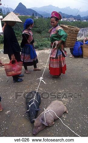 Woman with Pig Bac Ha Vietnam Asia View Large Photo Image Stock Photograph - Woman with Pig Bac Ha Vietnam Asia. Fotosearch