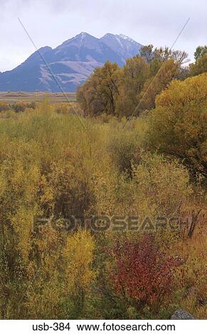 Picture - Woods and Mountains Montana USA. Fotosearch