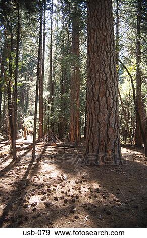 Woods Yosemite National Park California USA View Large Photo Image Stock Photo - Woods Yosemite National Park California USA. Fotosearch