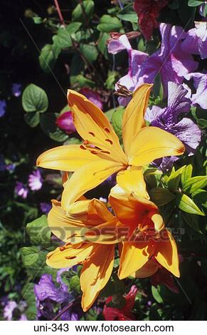 Yellow Flowers in Traditional Cottage Garden UK View Large Photo Image Stock Image - Yellow Flowers in Traditional Cottage Garden UK. Fotosearch