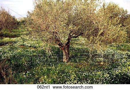 収穫 花 ギリシャ ギリシャ語 牧草地 ストックイメージ 062nt1 Fotosearch