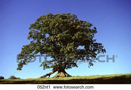 AGE, CONTRAST, Blue, against View Large Photo Image Stock Image - AGE, CONTRAST, Blue, against. Fotosearch