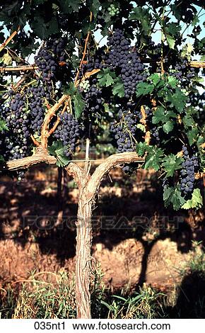 AMERICA, BUNCH, BLACK, Argentina, AGRICULTURE View Large Photo Image Stock Image - AMERICA, BUNCH, BLACK, Argentina, AGRICULTURE. Fotosearch
