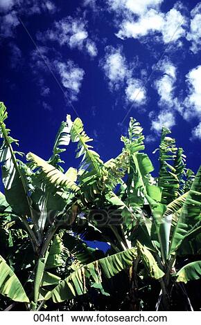 Australia, Blue, Banana, against View Large Photo Image Stock Image - Australia, Blue, Banana, against. Fotosearch