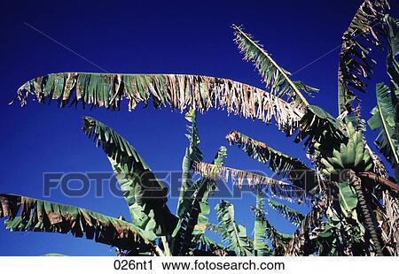 Australia, BLUE, Banana, against View Large Photo Image Stock Image - Australia, BLUE, Banana, against. Fotosearch