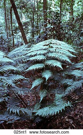 Australian, FERN, BLUE, AUSTRALIA View Large Photo Image Stock Image - Australian, FERN, BLUE, AUSTRALIA. Fotosearch