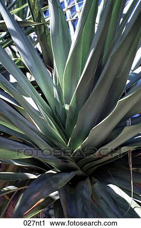 Australian, GREEN, FLORA, AUSTRALIA View Large Photo Image Stock Image - Australian, GREEN, FLORA, AUSTRALIA. Fotosearch