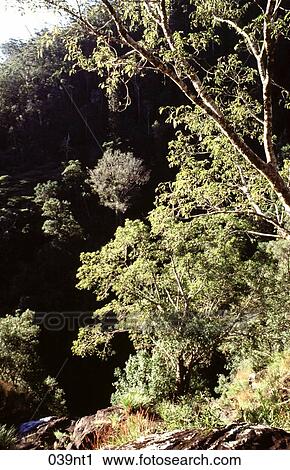 Australian, GREEN, FOREST, CLIFF, AUSTRALIA View Large Photo Image Stock Image - Australian, GREEN, FOREST, CLIFF, AUSTRALIA. Fotosearch