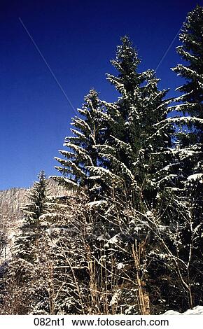 Austria, Fir, CONIFEROUS, BLUE, Alpbach View Large Photo Image Stock Image - Austria, Fir, CONIFEROUS, BLUE, Alpbach. Fotosearch