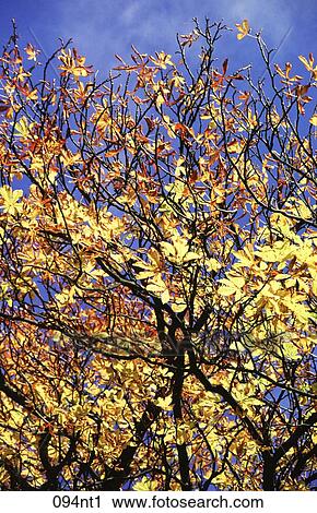 AUTUMN, Fall, ENVIRONMENT, AMERICA View Large Photo Image Stock Image - AUTUMN, Fall, ENVIRONMENT, AMERICA. Fotosearch