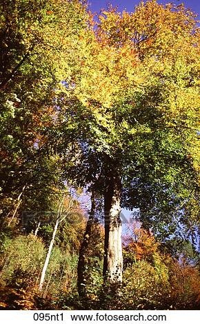 AUTUMN, Fall, ENVIRONMENT, DECIDUOUS, AMERICA View Large Photo Image Stock Image - AUTUMN, Fall, ENVIRONMENT, DECIDUOUS, AMERICA. Fotosearch