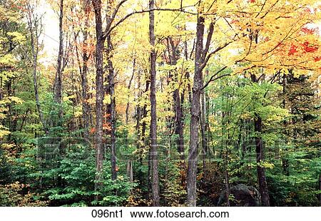 AUTUMN, FOLIAGE, Fall, DECIDUOUS, AMERICA View Large Photo Image Stock Image - AUTUMN, FOLIAGE, Fall, DECIDUOUS, AMERICA. Fotosearch
