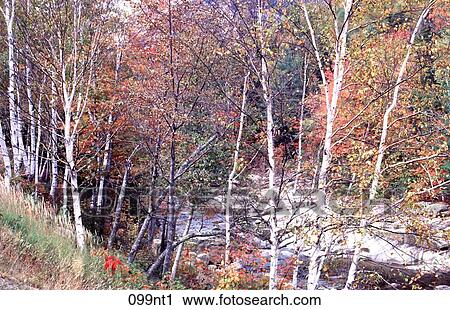 AUTUMN, Hampshire, FALL, BIRCH, AMERICA View Large Photo Image Stock Image - AUTUMN, Hampshire, FALL, BIRCH, AMERICA. Fotosearch