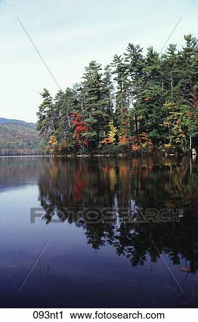 AUTUMN, Hampshire, FOREST, AMERICA View Large Photo Image Stock Image - AUTUMN, Hampshire, FOREST, AMERICA. Fotosearch