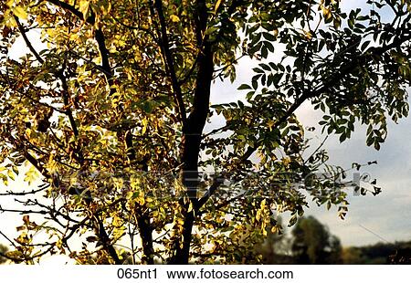 AUTUMN, Leaves, FALL, BROWN, Ash View Large Photo Image Stock Image - AUTUMN, Leaves, FALL, BROWN, Ash. Fotosearch
